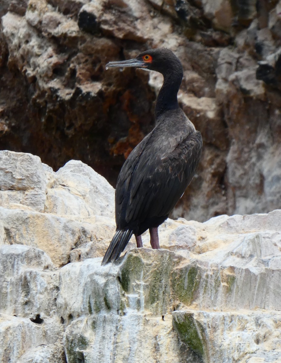 Guanay Cormorant - ML638098355
