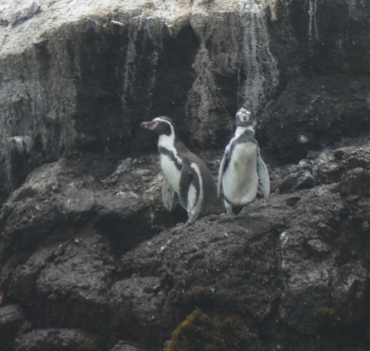 Humboldt Penguin - ML638098361