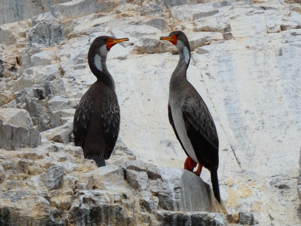 Red-legged Cormorant - ML638098381