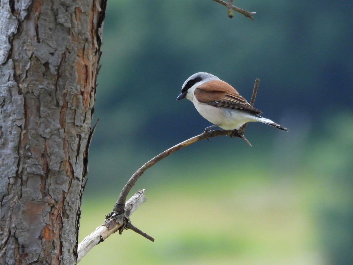 Red-backed Shrike - ML638098389