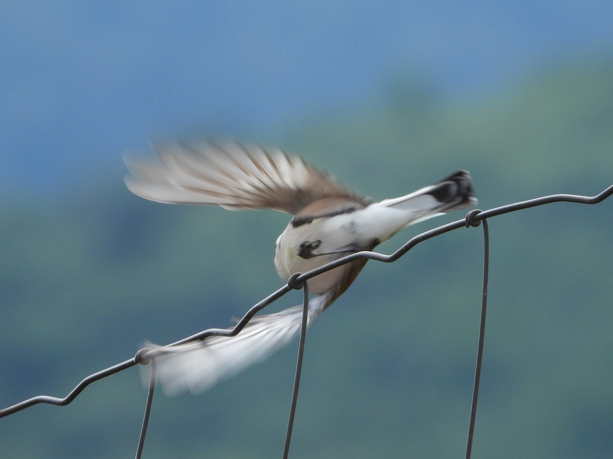 Red-backed Shrike - ML638098390