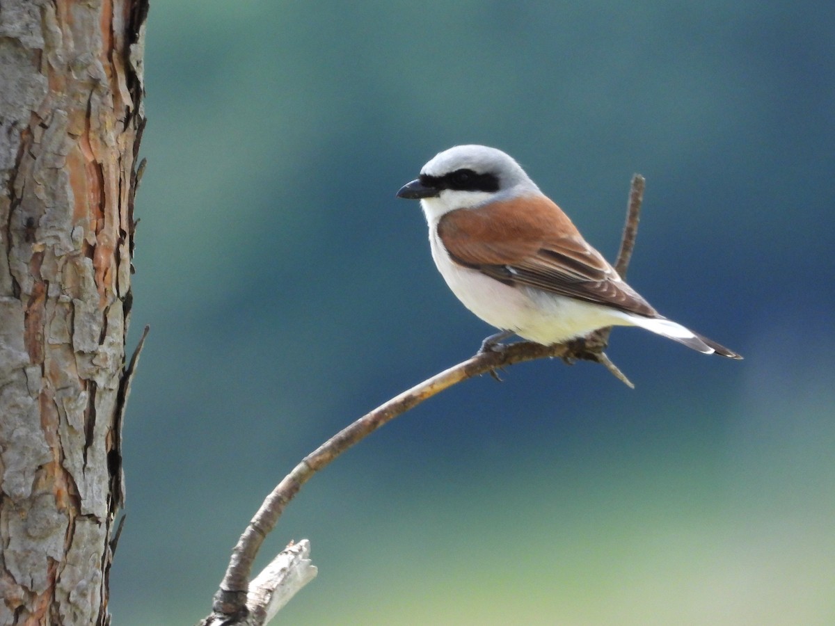 Red-backed Shrike - ML638098391
