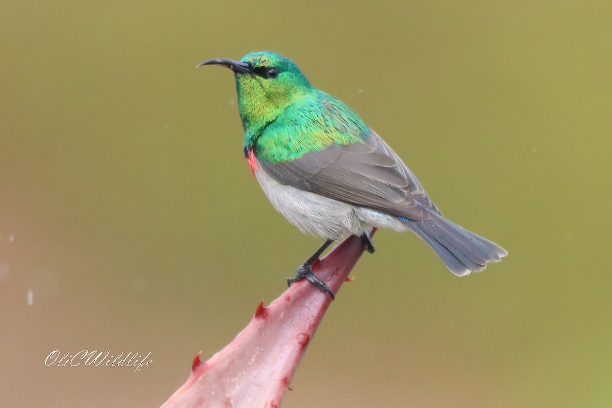 Southern Double-collared Sunbird - ML638098392