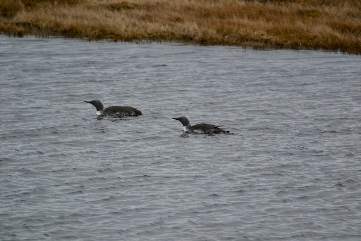 Red-throated Loon - ML638098408