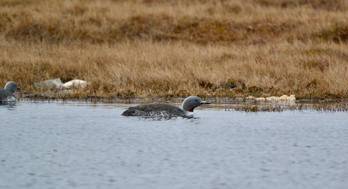 Red-throated Loon - ML638098409