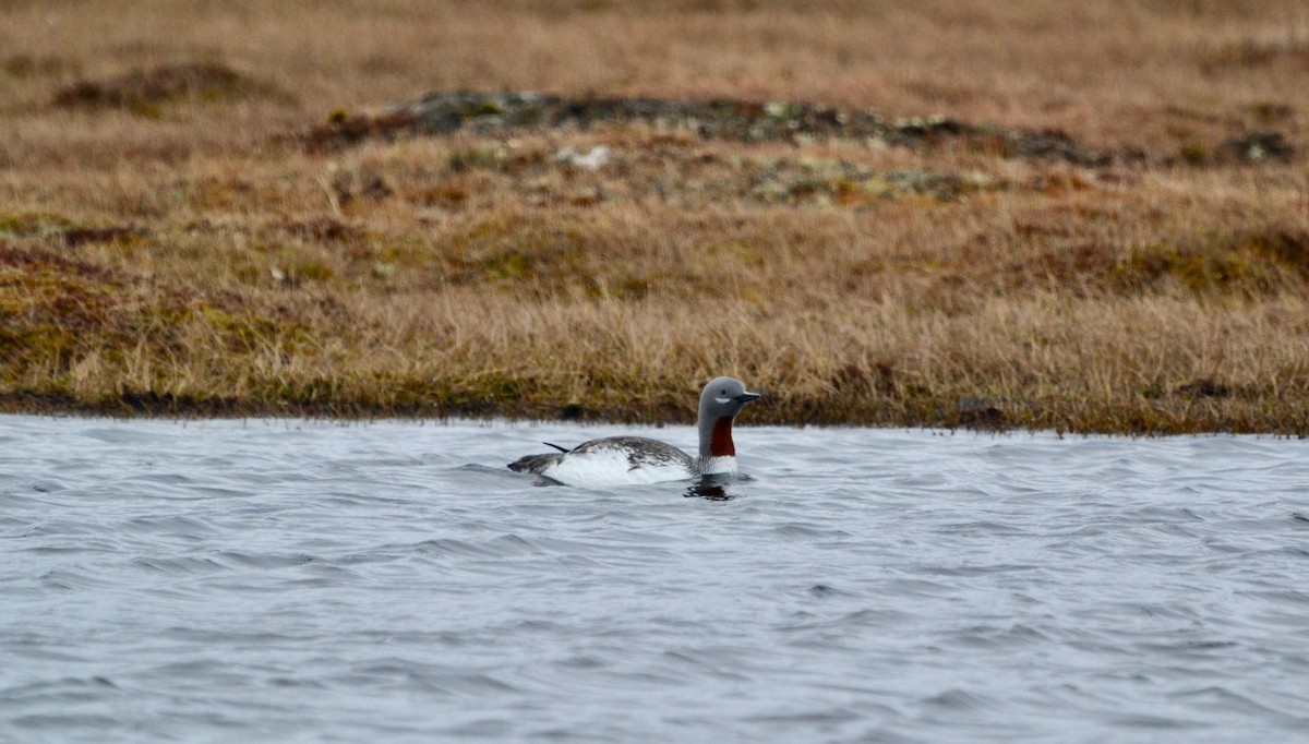 Red-throated Loon - ML638098410