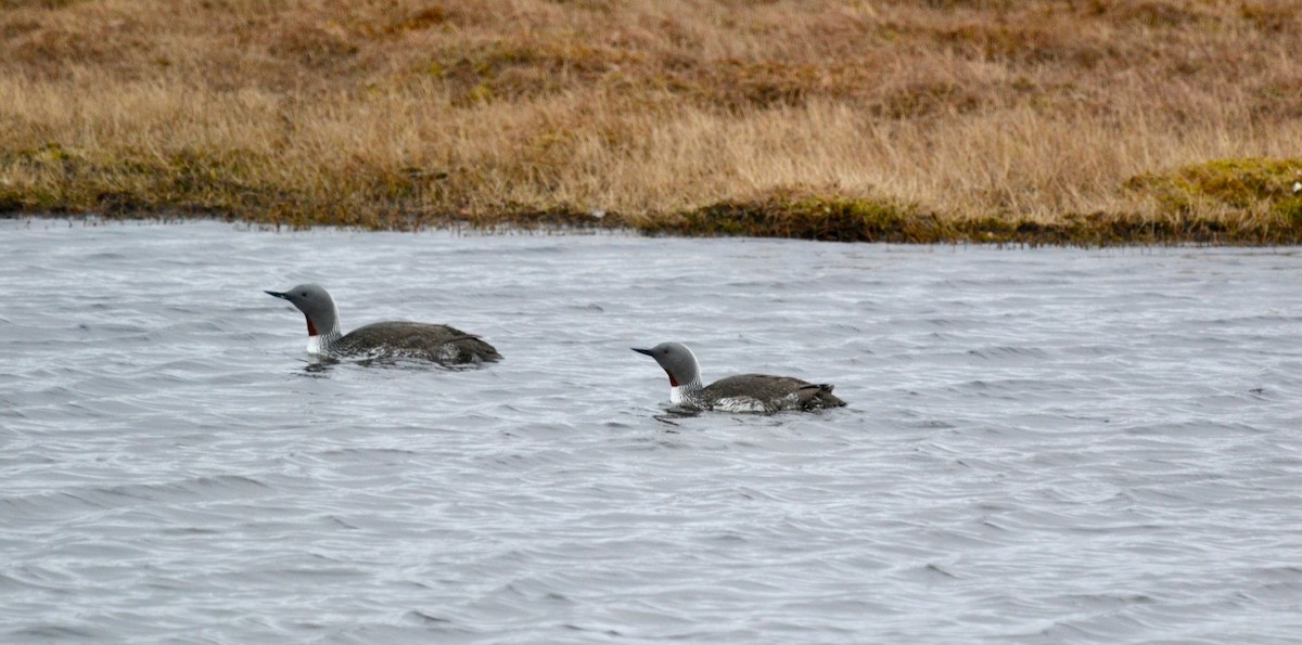 Red-throated Loon - ML638098412