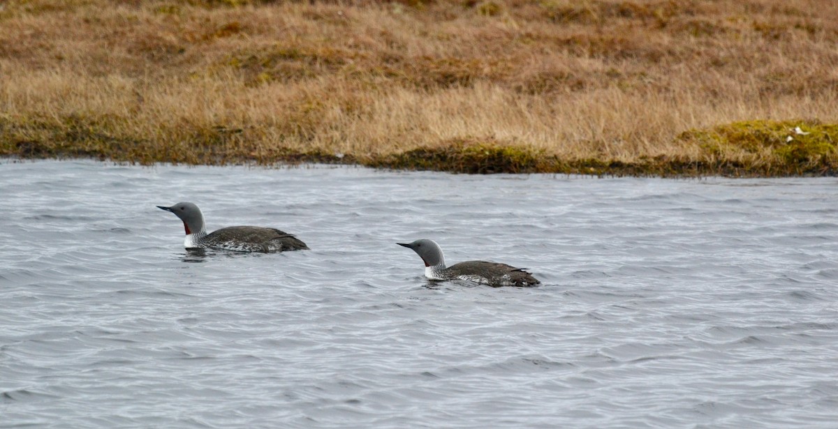 Red-throated Loon - ML638098413