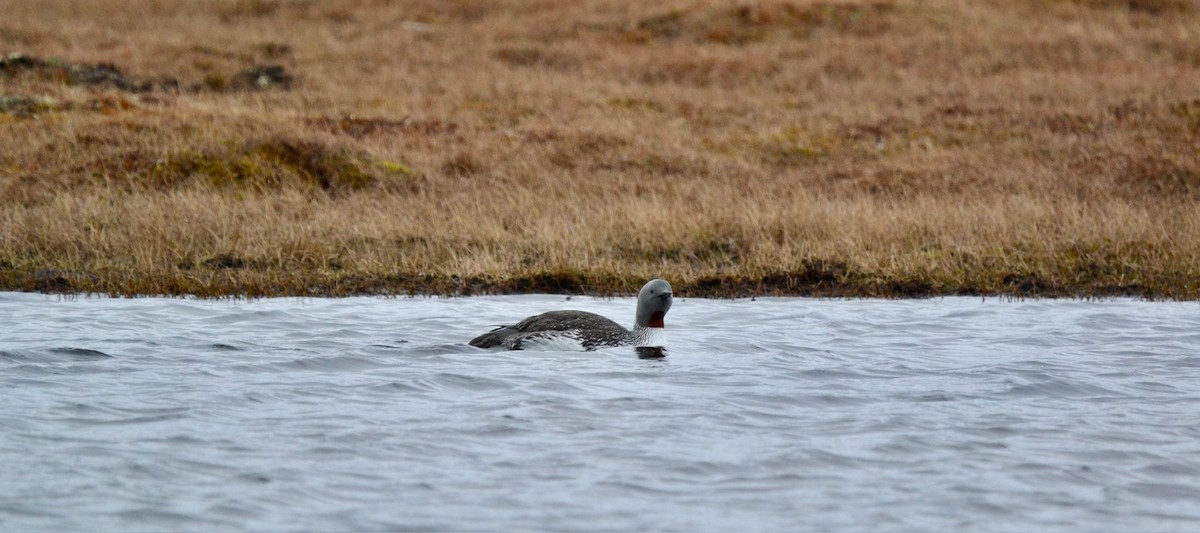 Red-throated Loon - ML638098414