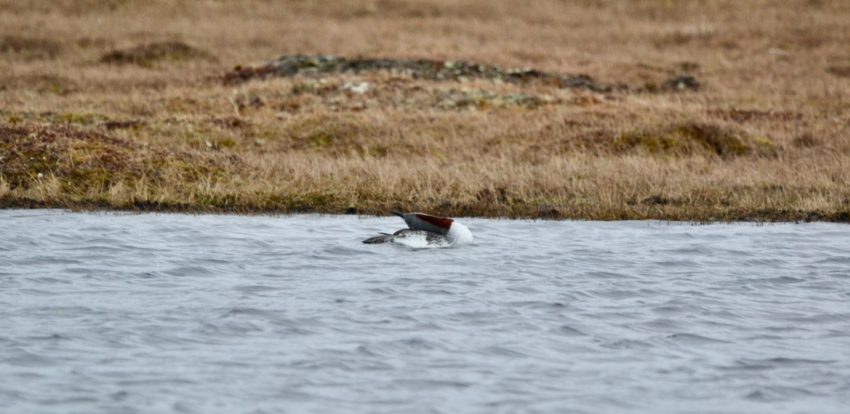 Red-throated Loon - ML638098415