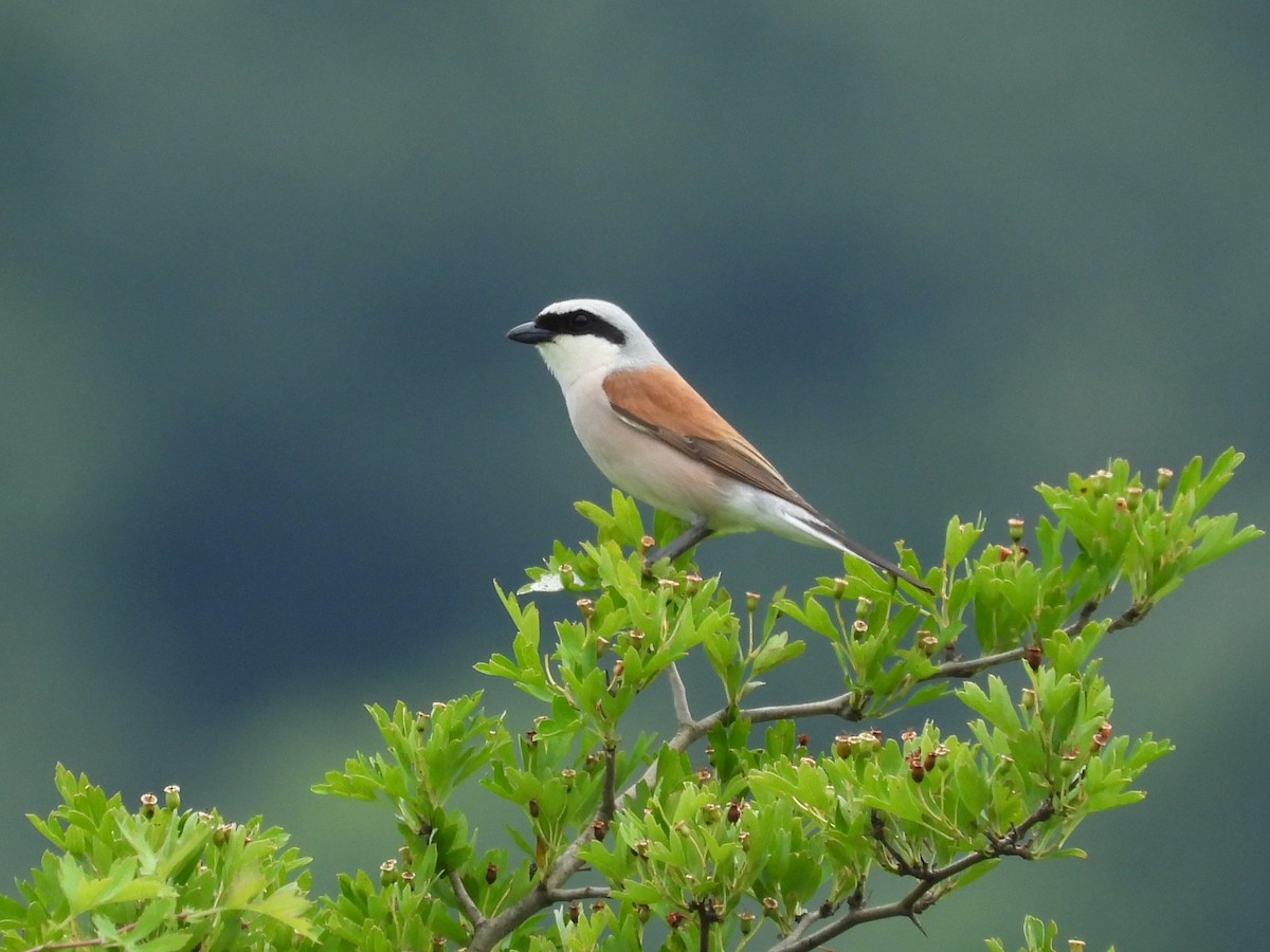 Red-backed Shrike - ML638098417