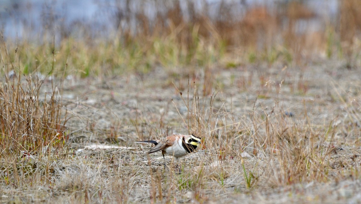 Horned Lark - ML638098420