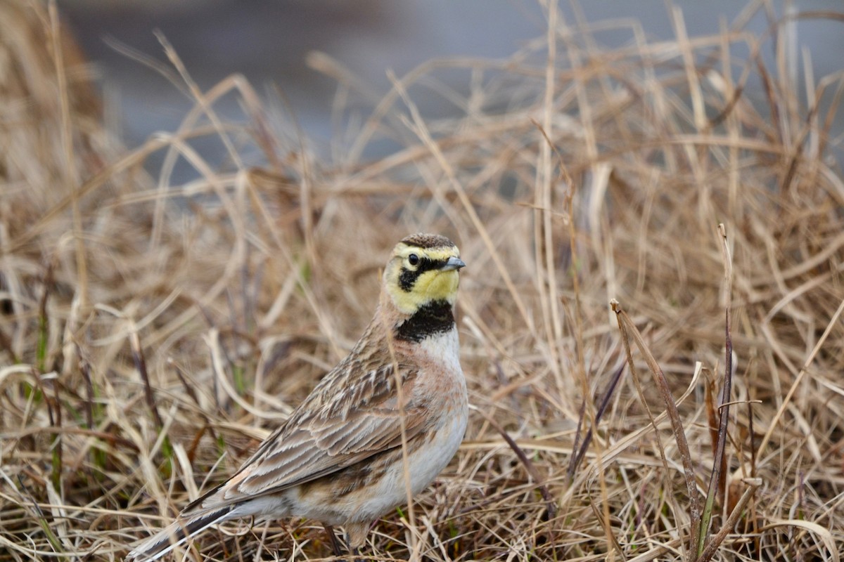Horned Lark - ML638098421