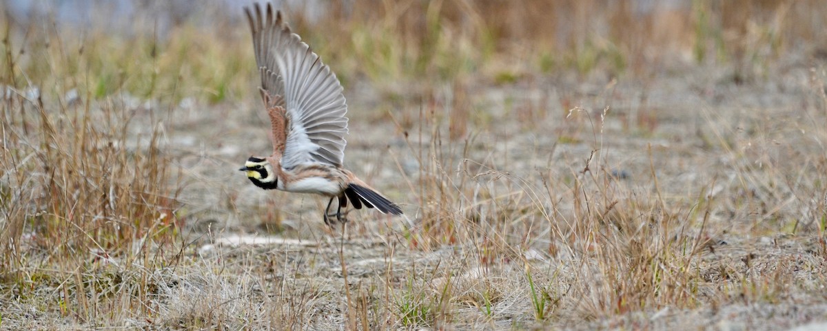 Horned Lark - ML638098422