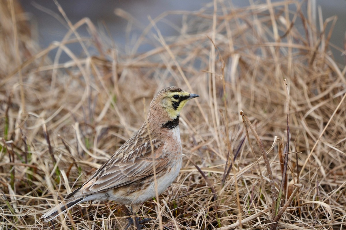 Horned Lark - ML638098423