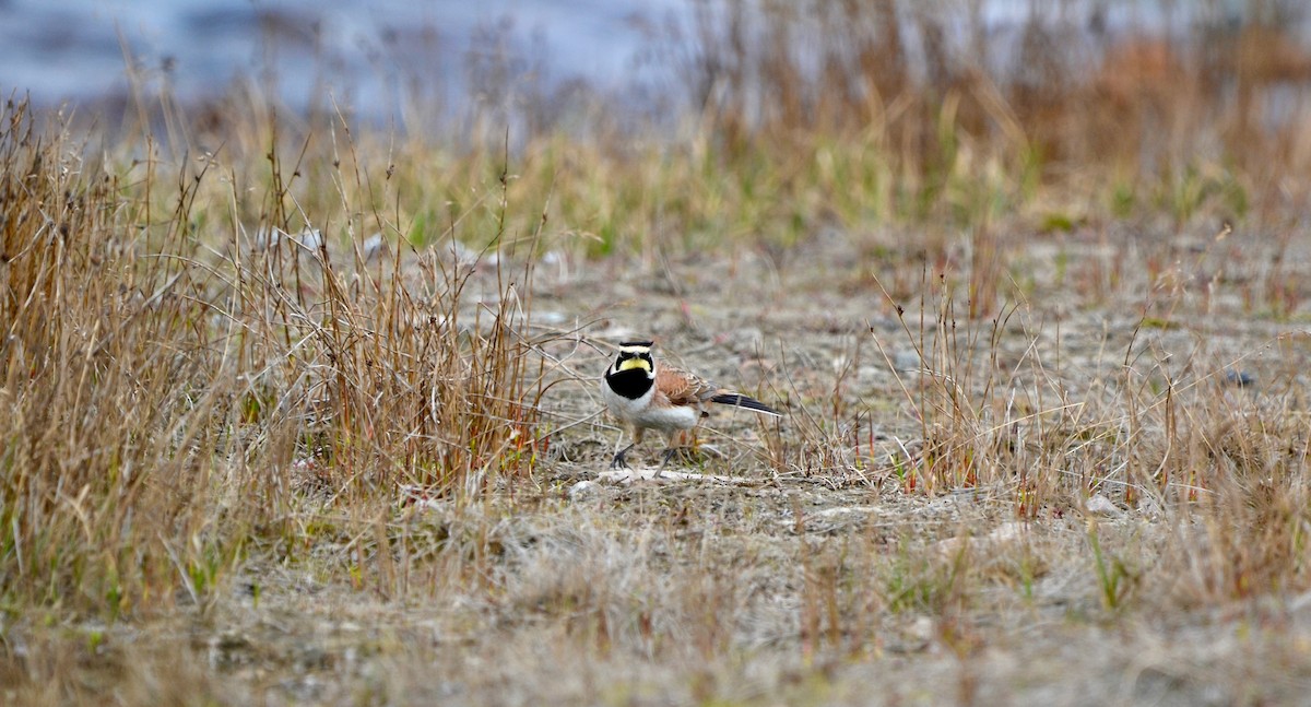 Horned Lark - ML638098424