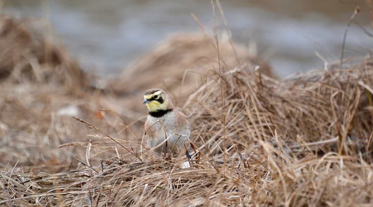 Horned Lark - ML638098425