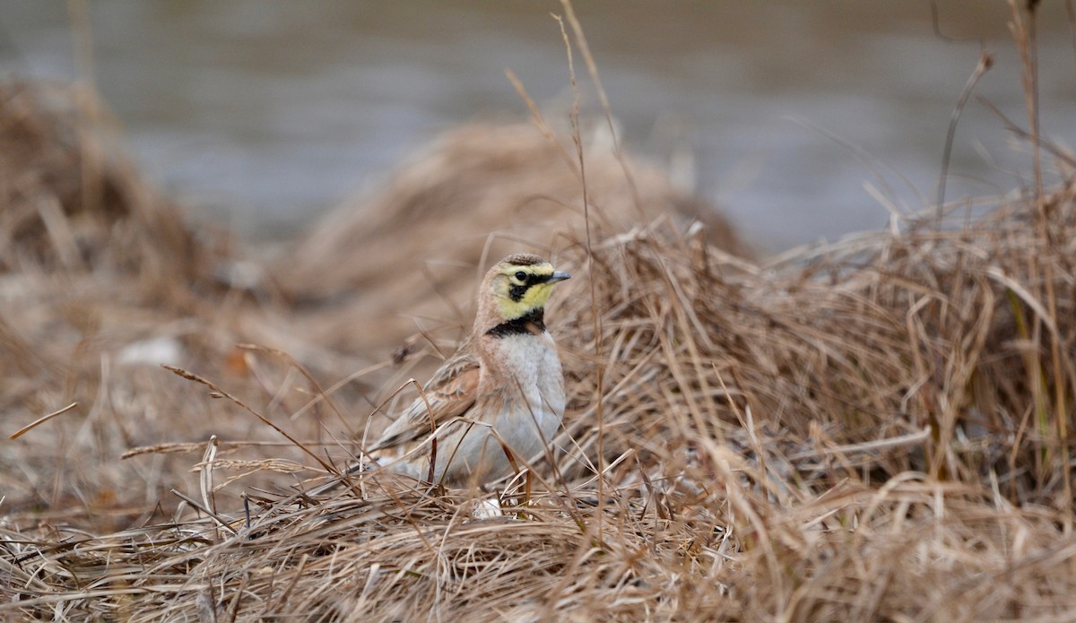 Horned Lark - ML638098426
