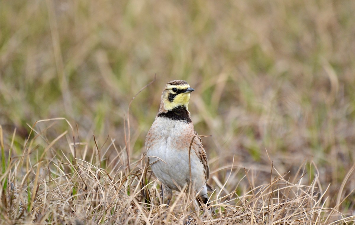 Horned Lark - ML638098427