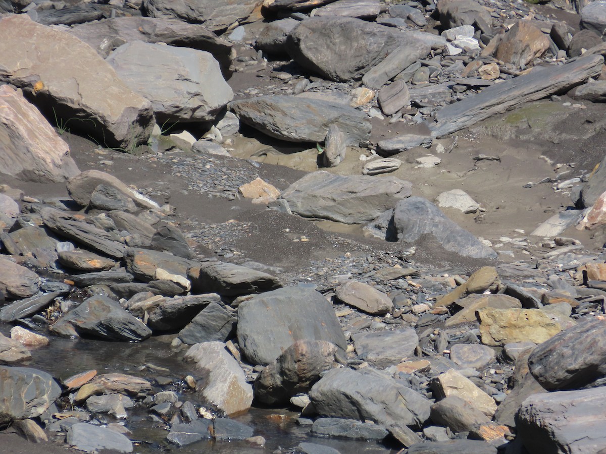 White Wagtail (Chinese) - ML638098445
