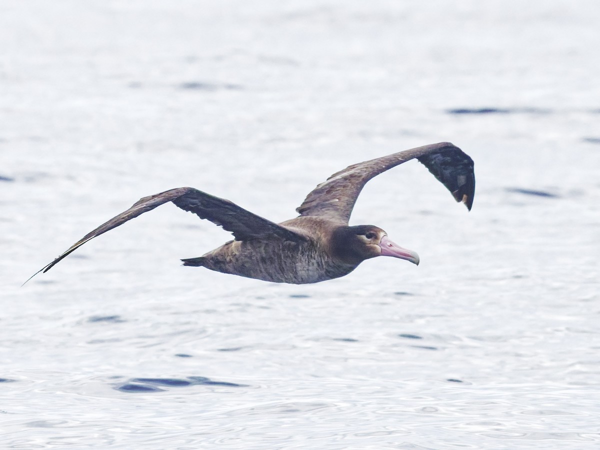 Short-tailed Albatross - ML638098455