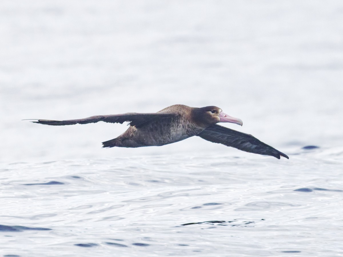 Short-tailed Albatross - ML638098456