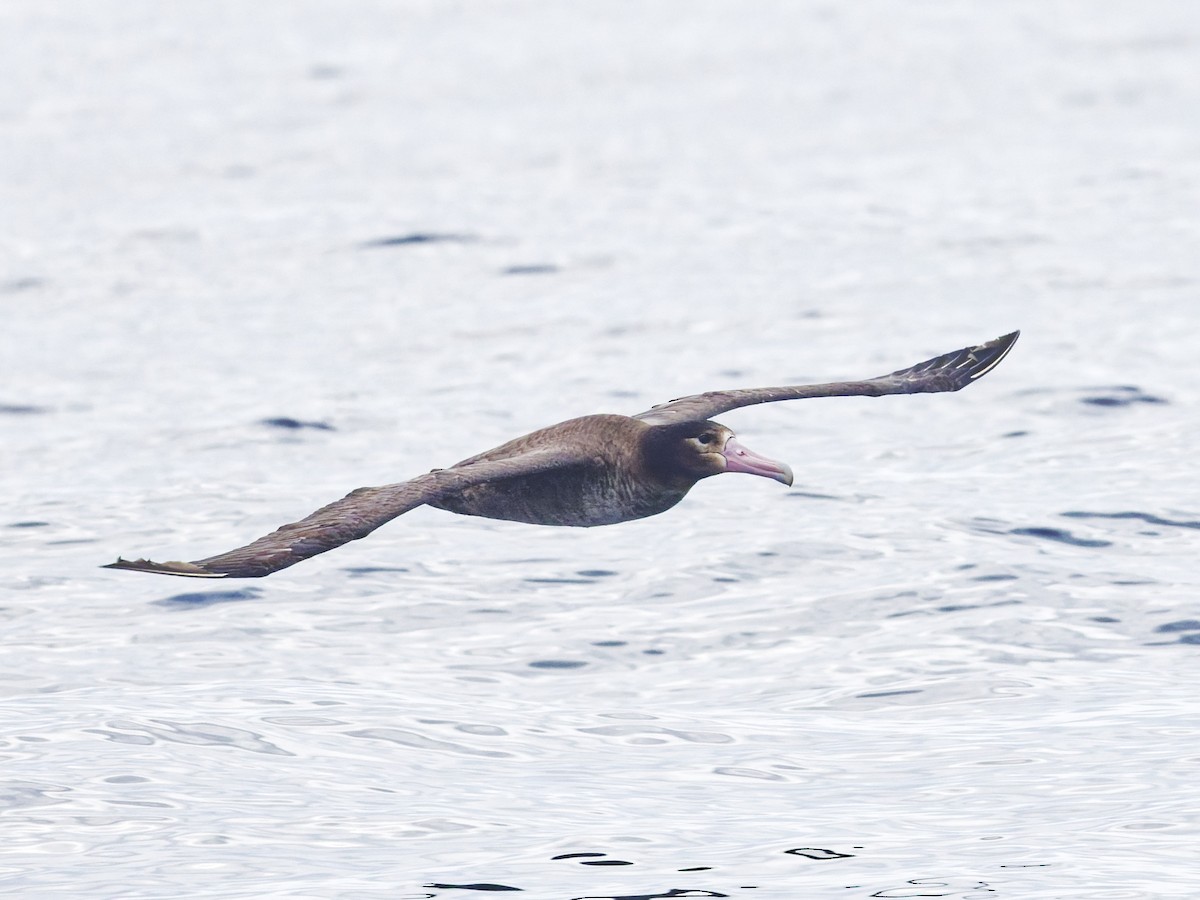 Short-tailed Albatross - ML638098457