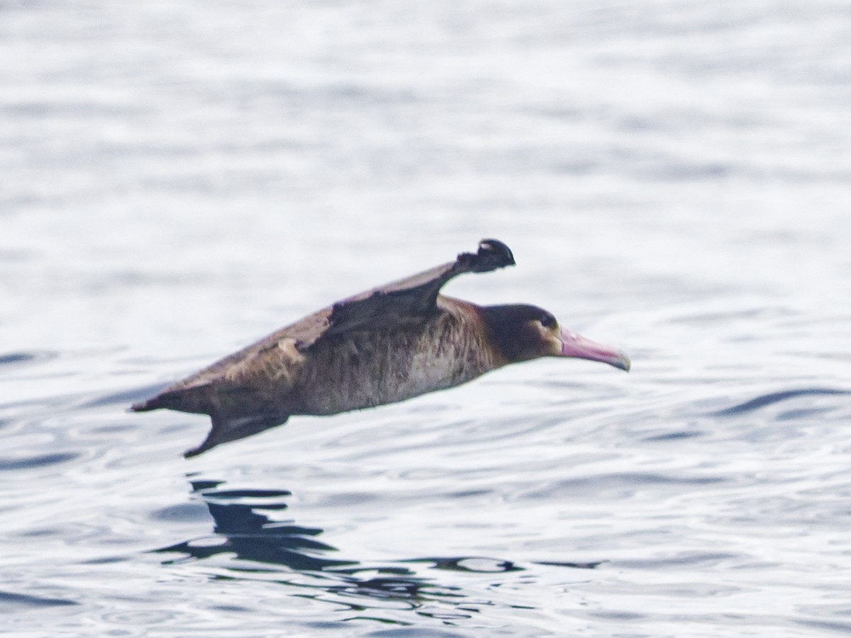 Short-tailed Albatross - ML638098458
