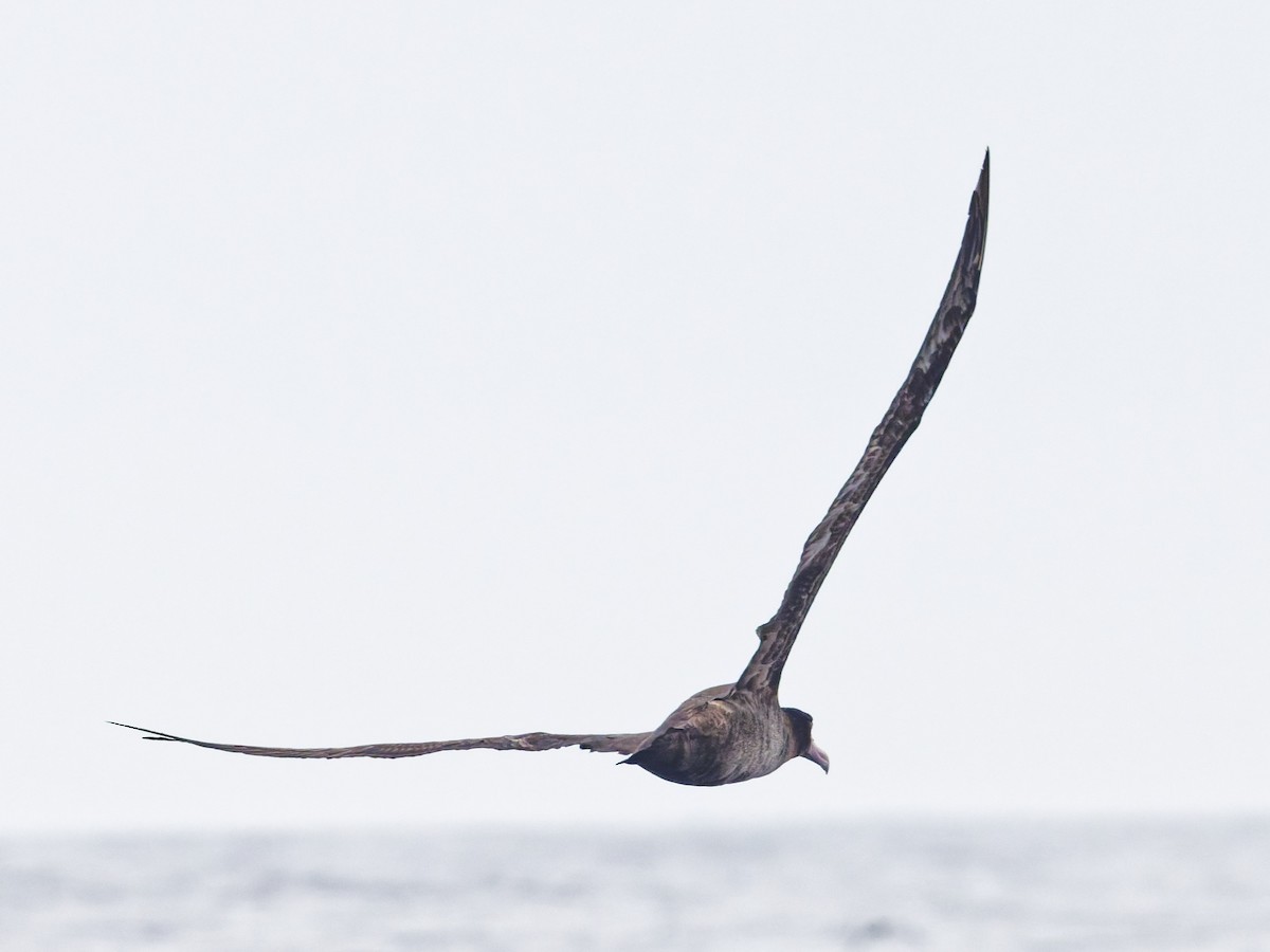 Short-tailed Albatross - ML638098460