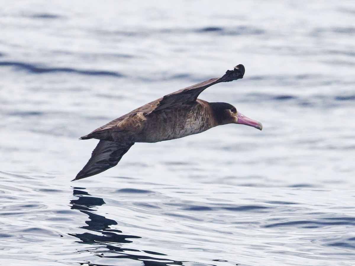Short-tailed Albatross - ML638098461