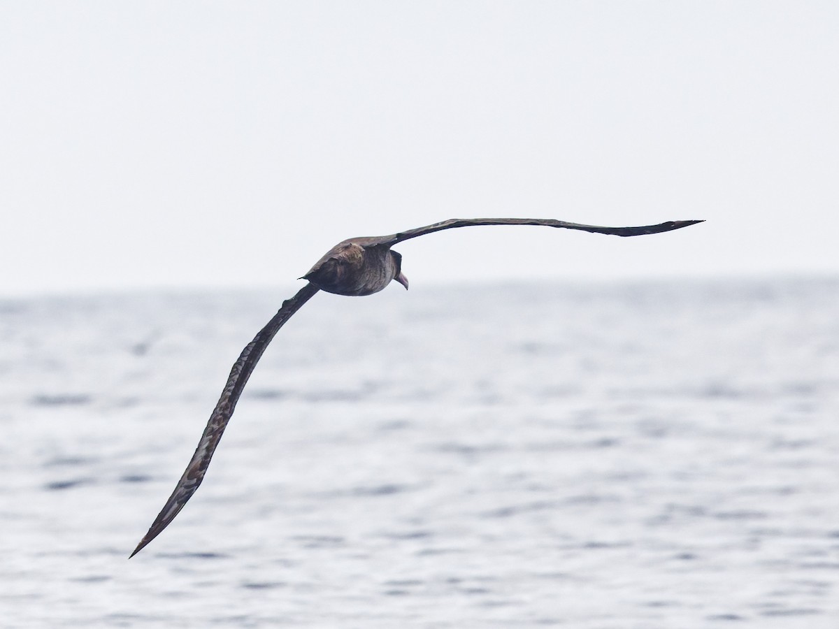 Short-tailed Albatross - ML638098462