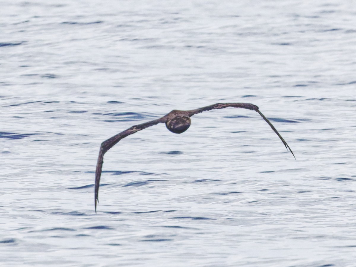Short-tailed Albatross - ML638098463