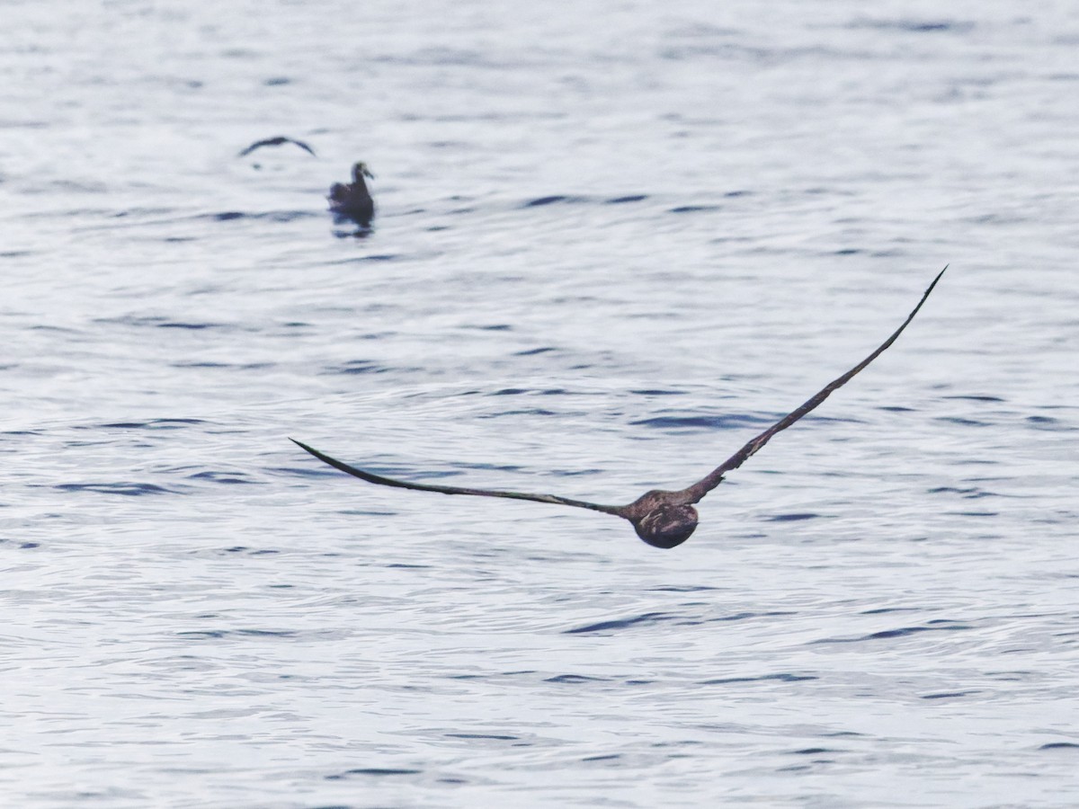 Short-tailed Albatross - ML638098464
