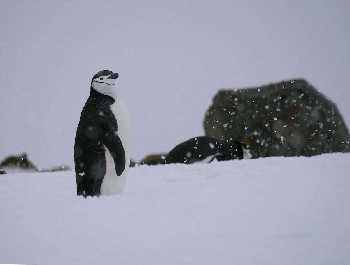Chinstrap Penguin - ML638098466