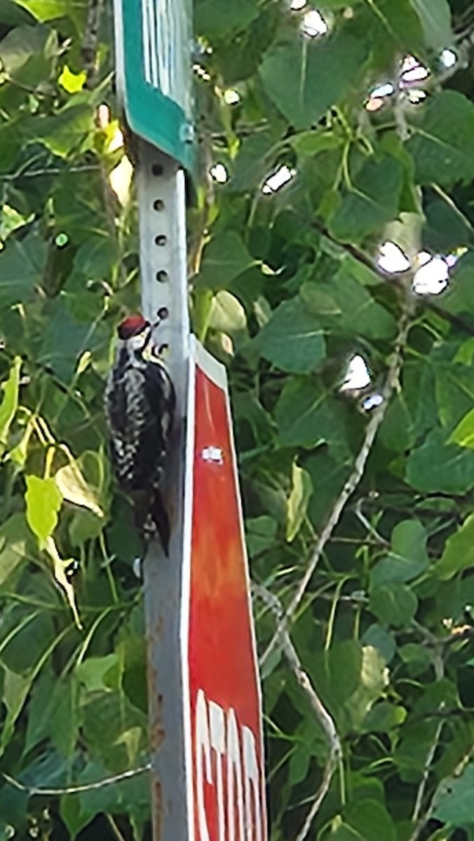 Yellow-bellied Sapsucker - ML638098469