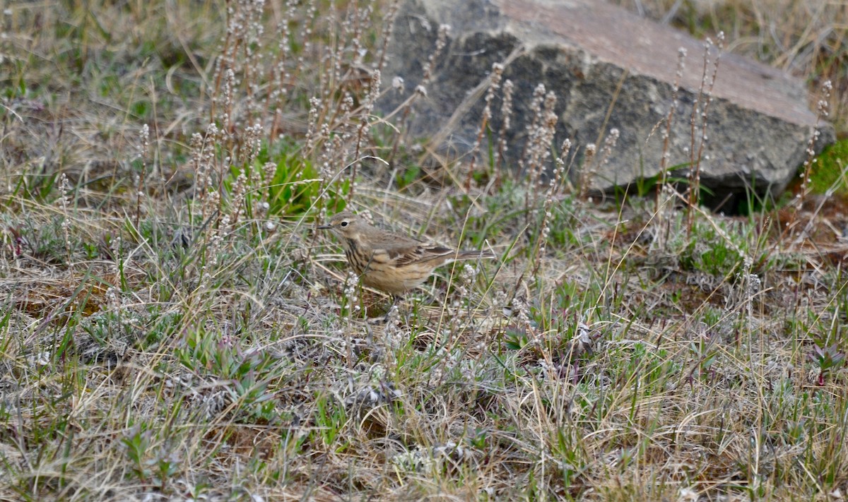 American Pipit - ML638098470