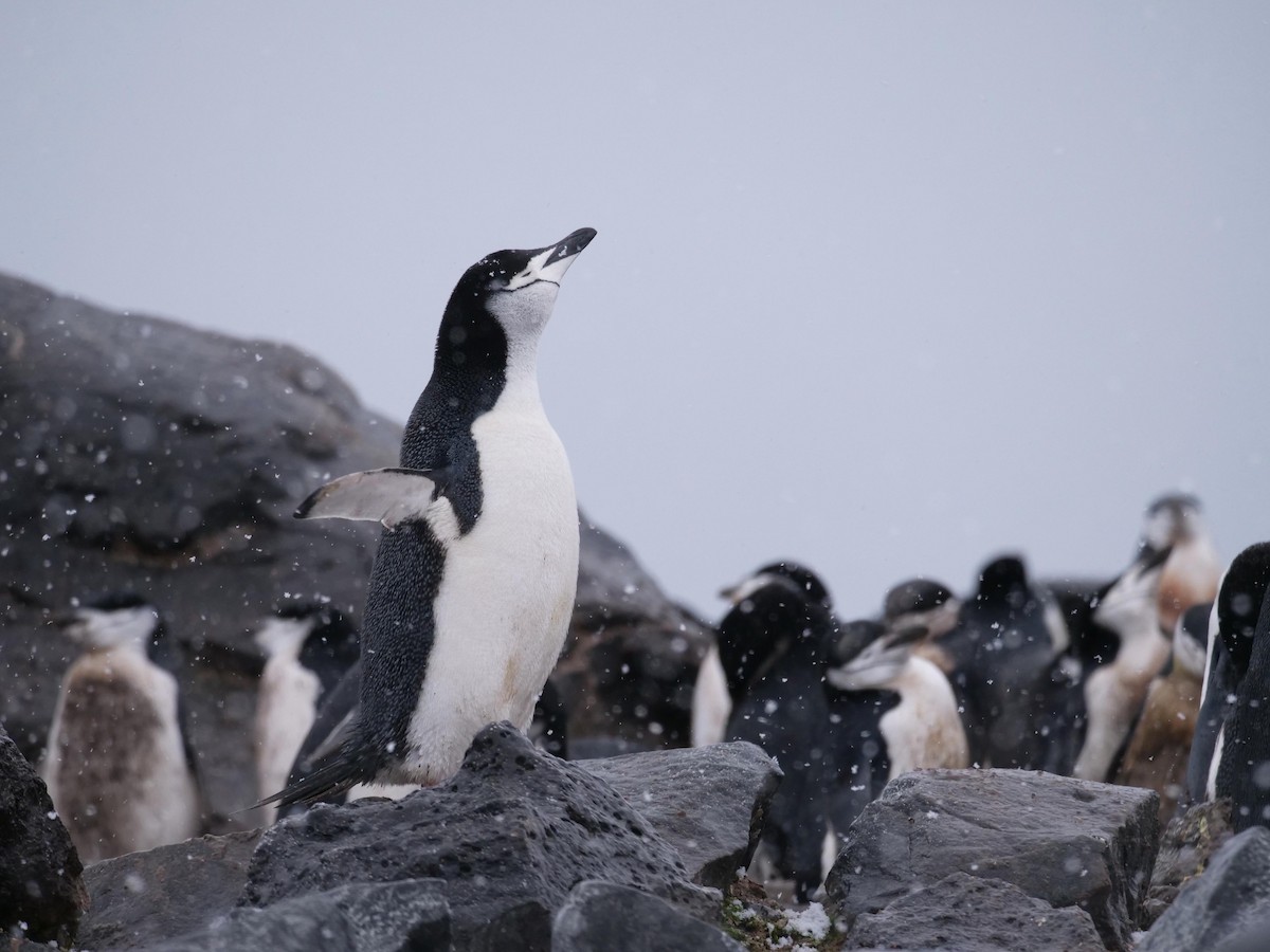 Chinstrap Penguin - ML638098471