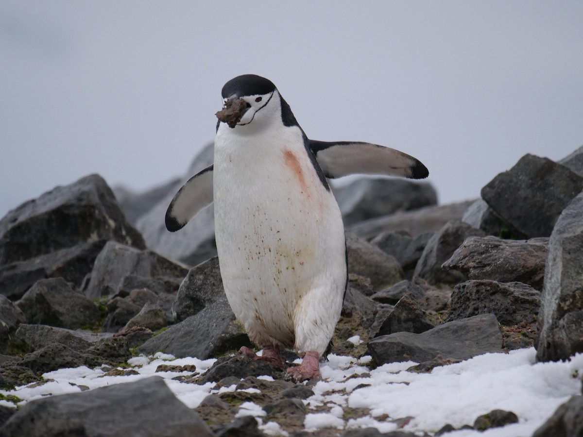 Chinstrap Penguin - ML638098476
