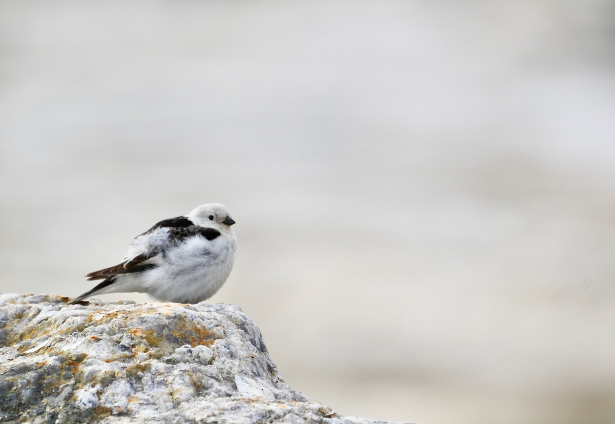 Snow Bunting - ML638098478