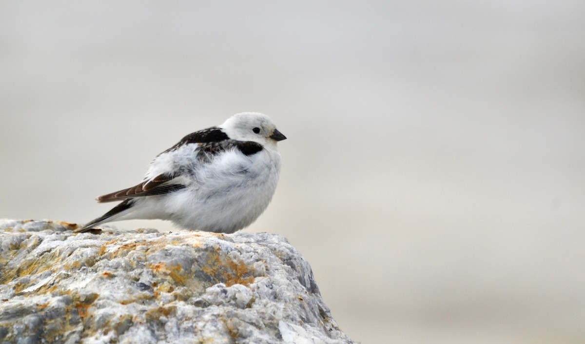 Snow Bunting - ML638098479