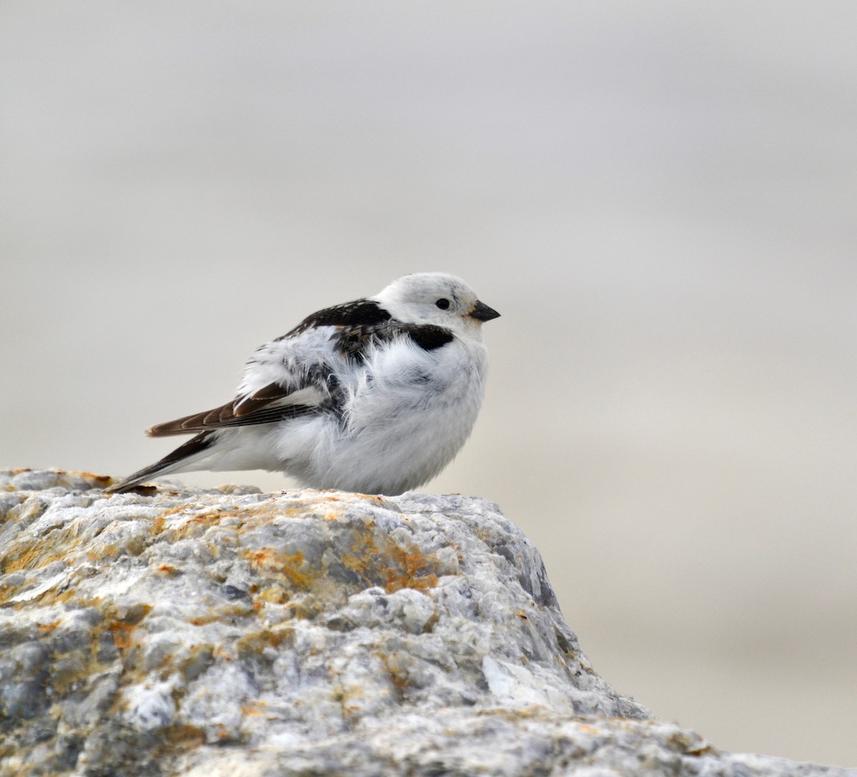 Snow Bunting - ML638098480