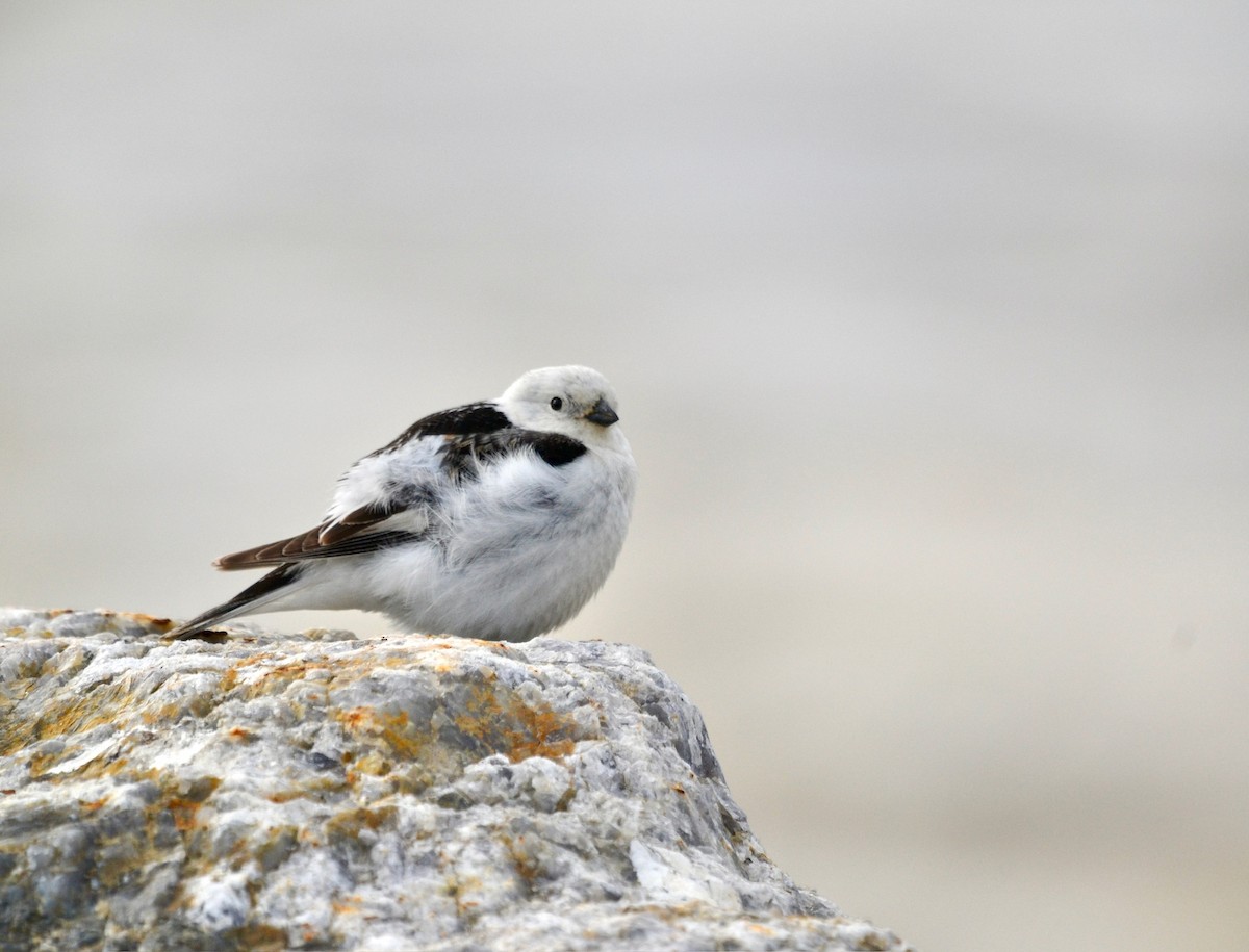 Snow Bunting - ML638098481