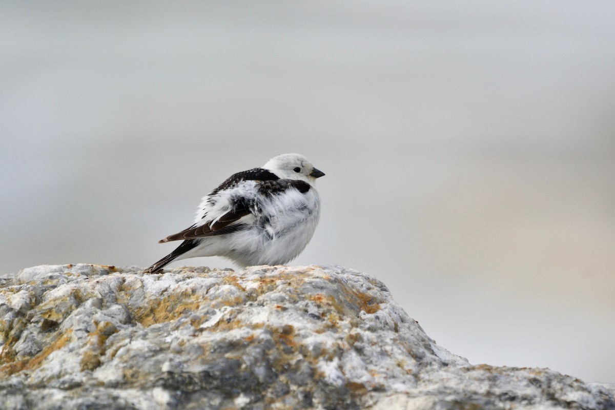 Snow Bunting - ML638098482