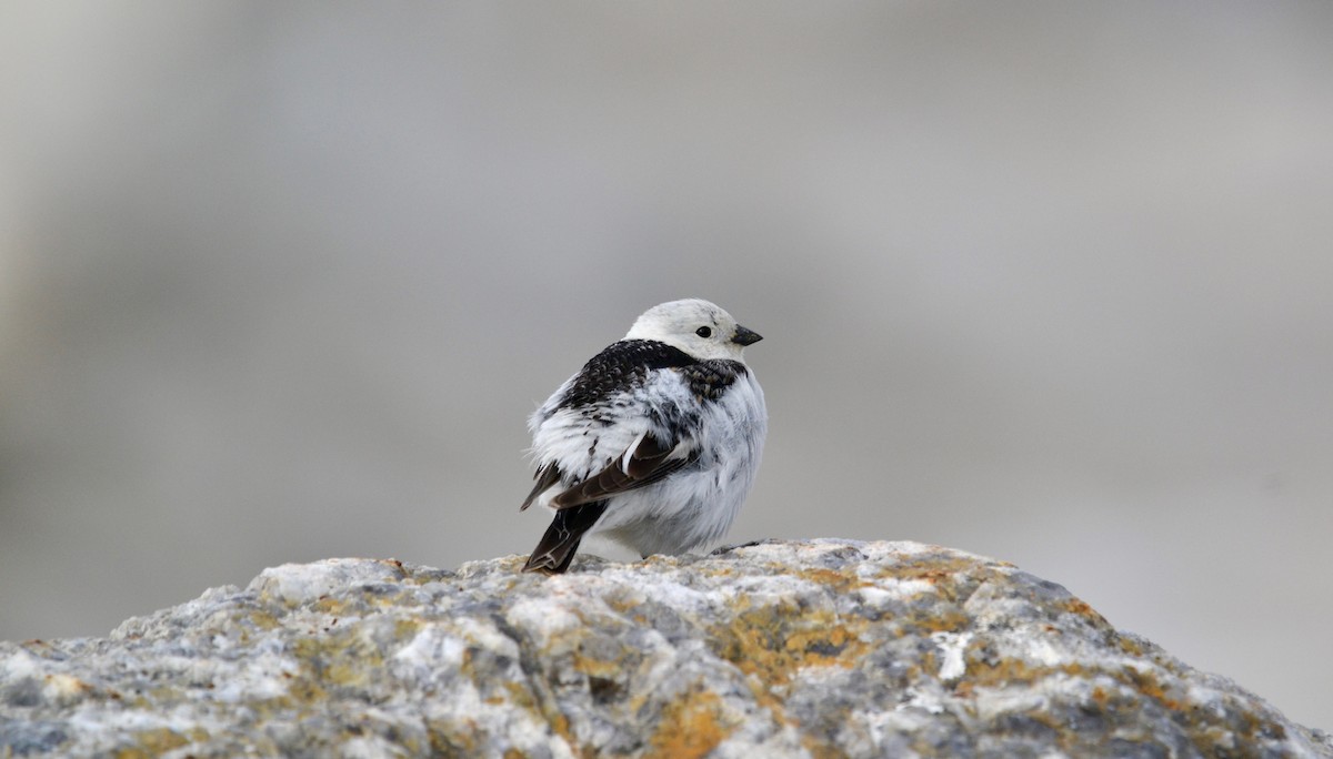 Snow Bunting - ML638098483
