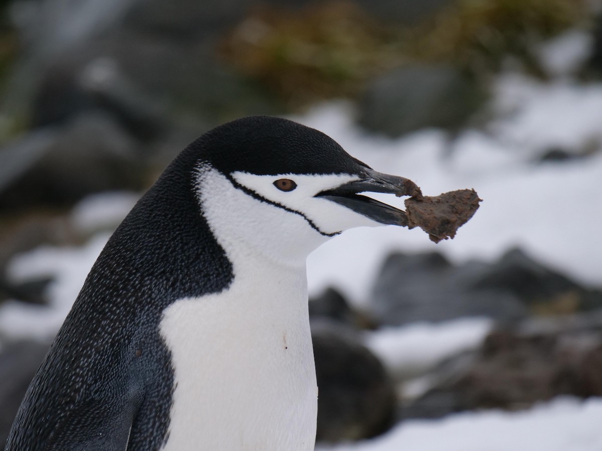Chinstrap Penguin - ML638098487
