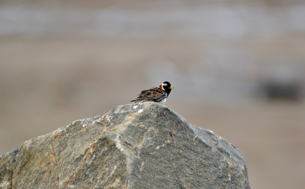 Lapland Longspur - ML638098493