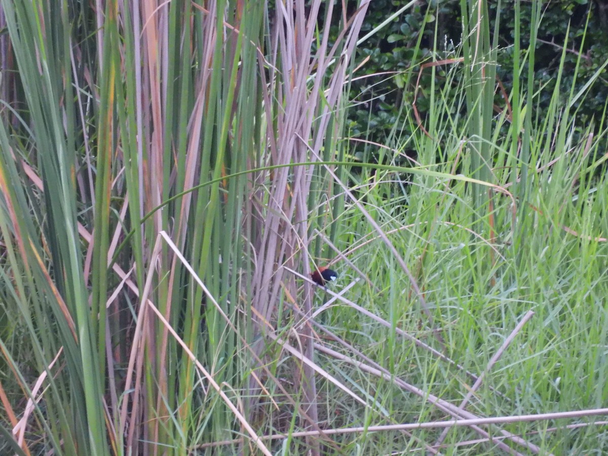 Chestnut Munia - ML638098502