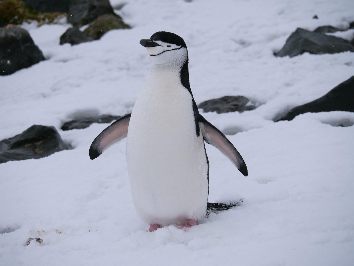 Chinstrap Penguin - ML638098507