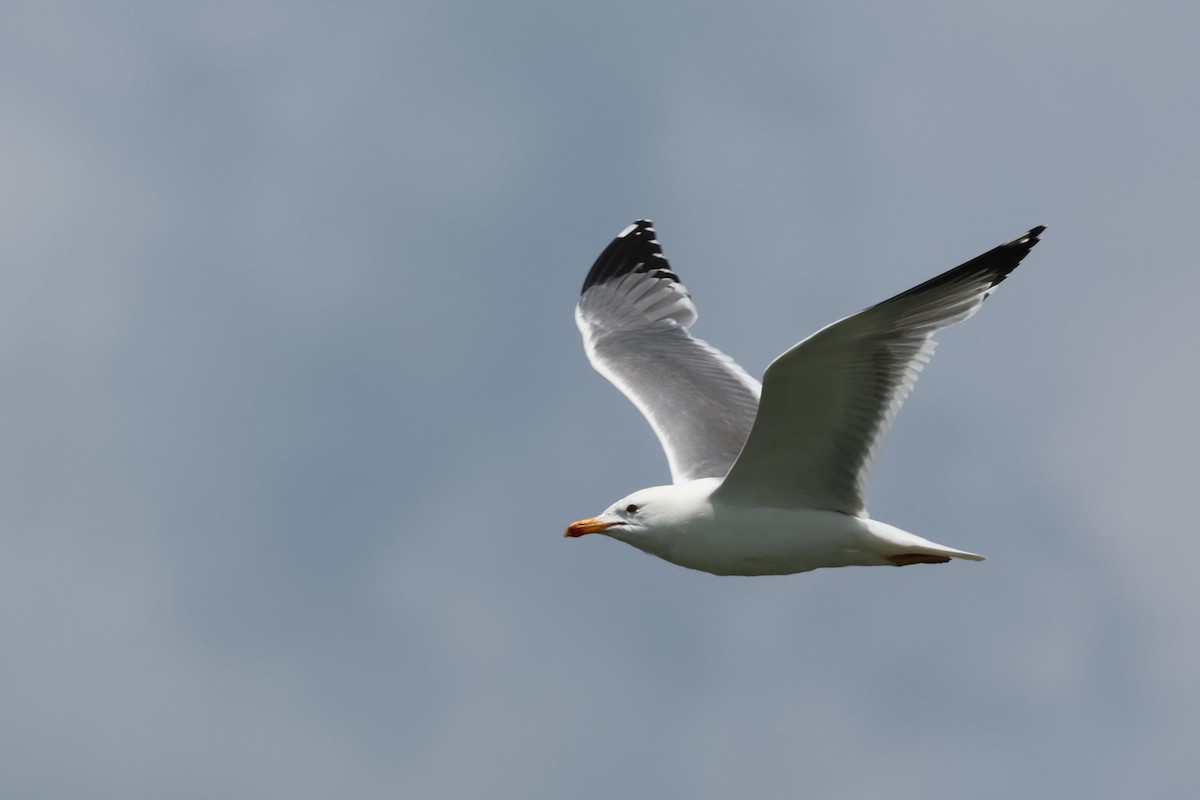 Armenian Gull - ML638098509