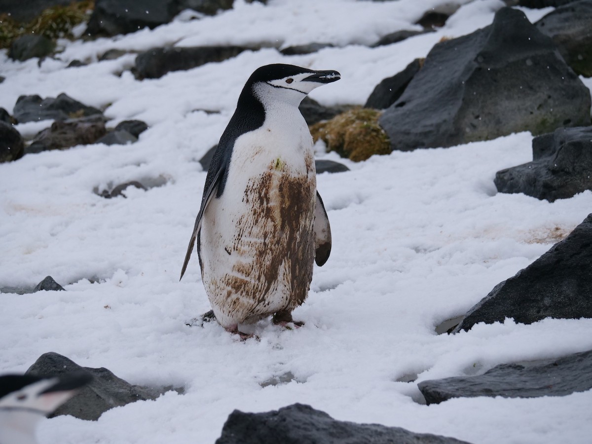 Chinstrap Penguin - ML638098514